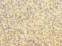 Immunohistochemistry of paraffin-embedded human spleen tissue using CAC10884 at dilution of 1:100
