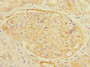 Immunohistochemistry of paraffin-embedded human kidney tissue using CAC10886 at dilution of 1:100
