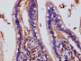 Immunohistochemistry of paraffin-embedded human small intestine tissue using CAC10887 at dilution of 1:100