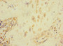 Immunohistochemistry of paraffin-embedded human placenta tissue using CAC10889 at dilution of 1:100