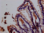 Immunohistochemistry of paraffin-embedded human testis tissue using CAC10890 at dilution of 1:100
