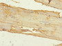 Immunohistochemistry of paraffin-embedded human skeletal muscle tissue using CAC10892 at dilution of 1:100