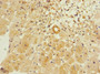 Immunohistochemistry of paraffin-embedded human heart tissue using CAC10892 at dilution of 1:100