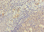 Immunohistochemistry of paraffin-embedded human tonsil tissue using CAC10893 at dilution of 1:100