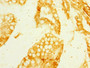 Immunohistochemistry of paraffin-embedded human small intestine tissue using CAC10895 at dilution of 1:100