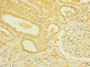 Immunohistochemistry of paraffin-embedded human kidney tissue using CAC10899 at dilution of 1:100
