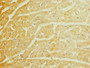 Immunohistochemistry of paraffin-embedded human heart tissue using CAC10900 at dilution of 1:100