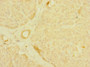 Immunohistochemistry of paraffin-embedded human pancreatic tissue using CAC10908 at dilution of 1:100