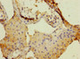 Immunohistochemistry of paraffin-embedded human testis tissue using CAC10909 at dilution of 1:100