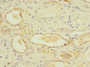 Immunohistochemistry of paraffin-embedded human kidney tissue using CAC10913 at dilution of 1:100