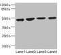 Western blot; All lanes: MTERF3 antibody at 3.94µg/ml; Lane 1: U251 whole cell lysate; Lane 2: 293T whole cell lysate; Lane 3: Hela whole cell lysate; Lane 4: K562 whole cell lysate; Secondary; Goat polyclonal to rabbit IgG at 1/10000 dilution; Predicted band size: 48, 38, 35 kDa; Observed band size: 48 kDa