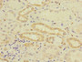 Immunohistochemistry of paraffin-embedded human kidney tissue using CAC10917 at dilution of 1:100