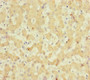Immunohistochemistry of paraffin-embedded human liver tissue using CAC10918 at dilution of 1:100