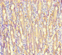 Immunohistochemistry of paraffin-embedded human small intestine tissue using CAC10933 at dilution of 1:100