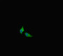Immunofluorescent analysis of Hela cells using CAC10943 at dilution of 1:100 and Alexa Fluor 488-congugated AffiniPure Goat Anti-Rabbit IgG(H+L)