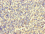 Immunohistochemistry of paraffin-embedded human spleen tissue using CAC10948 at dilution of 1:100
