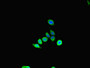 Immunofluorescent analysis of HepG2 cells using CAC10948 at dilution of 1:100 and Alexa Fluor 488-congugated AffiniPure Goat Anti-Rabbit IgG(H+L)