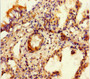 Immunohistochemistry of paraffin-embedded human lung tissue using CAC10950 at dilution of 1:100