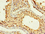 Immunohistochemistry of paraffin-embedded human testis tissue using CAC10951 at dilution of 1:100