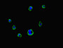 Immunofluorescent analysis of HepG2 cells using CAC10951 at dilution of 1:100 and Alexa Fluor 488-congugated AffiniPure Goat Anti-Rabbit IgG(H+L)