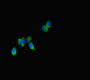 Immunofluorescent analysis of HepG2 cells using CAC10952 at dilution of 1:100 and Alexa Fluor 488-congugated AffiniPure Goat Anti-Rabbit IgG(H+L)