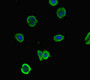 Immunofluorescent analysis of HepG2 cells using CAC10953 at dilution of 1:100 and Alexa Fluor 488-congugated AffiniPure Goat Anti-Rabbit IgG(H+L)