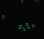 Immunofluorescence staining of HepG2 cells with CAC10963 at 1:333, counter-stained with DAPI. The cells were fixed in 4% formaldehyde, permeabilized using 0.2% Triton X-100 and blocked in 10% normal Goat Serum. The cells were then incubated with the antibody overnight at 4°C. The secondary antibody was Alexa Fluor 488-congugated AffiniPure Goat Anti-Rabbit IgG(H+L).