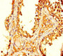 Immunohistochemistry of paraffin-embedded human testis tissue using CAC10964 at dilution of 1:100
