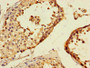Immunohistochemistry of paraffin-embedded human testis tissue using CAC10966 at dilution of 1:100