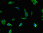 Immunofluorescent analysis of Hela cells using CAC10966 at dilution of 1:100 and Alexa Fluor 488-congugated AffiniPure Goat Anti-Rabbit IgG(H+L)