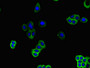 Immunofluorescent analysis of HepG2 cells using CAC10974 at dilution of 1:100 and Alexa Fluor 488-congugated AffiniPure Goat Anti-Rabbit IgG(H+L)