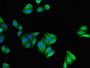 Immunofluorescent analysis of HepG2 cells using CAC10984 at dilution of 1:100 and Alexa Fluor 488-congugated AffiniPure Goat Anti-Rabbit IgG(H+L)