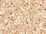 IHC image diluted at 1:1000 and staining in paraffin-embedded human brain tissue performed on a Leica BondTM system. After dewaxing and hydration, antigen retrieval was mediated by high pressure in a citrate buffer (pH 6.0). Section was blocked with 10% normal goat serum 30min at RT. Then primary antibody (1% BSA) was incubated at 4°C overnight. The primary is detected by a biotinylated secondary antibody and visualized using an HRP conjugated SP system.