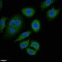 Immunofluorescent analysis of A549 cells using CAC10991 at dilution of 1:100 and Alexa Fluor 488-congugated AffiniPure Goat Anti-Rabbit IgG(H+L)