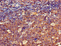 Immunohistochemistry of paraffin-embedded human tonsil tissue using CAC10998 at dilution of 1:100