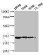 Western Blot; Positive WB detected in Recombinant protein; All lanes: BETVIA antibody at 2.8µg/ml; Secondary; Goat polyclonal to rabbit IgG at 1/50000 dilution; Predicted band size: 34 kDa; Observed band size: 34 kDa