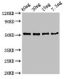 Western Blot; Positive WB detected in Recombinant protein; All lanes: D8L antibody at 3µg/ml; Secondary; Goat polyclonal to rabbit IgG at 1/50000 dilution; Predicted band size: 52 kDa; Observed band size: 52 kDa
