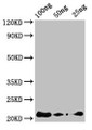 Western Blot; Positive WB detected in Recombinant protein; All lanes: AFP2 antibody at 3µg/ml; Secondary; Goat polyclonal to rabbit IgG at 1/50000 dilution; predicted band size: 22 kDa; observed band size: 22 kDa;