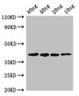 Western Blot; Positive WB detected in Recombinant protein; All lanes: pepF antibody at 2.8µg/ml; Secondary; Goat polyclonal to rabbit IgG at 1/50000 dilution; predicted band size: 40 kDa; observed band size: 40 kDa