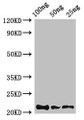 Western Blot; Positive WB detected in Recombinant protein; All lanes: Rubredoxin antibody at 2.8µg/ml; Secondary; Goat polyclonal to rabbit IgG at 1/50000 dilution; predicted band size: 22 kDa; observed band size: 22 kDa