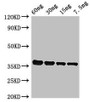 Western Blot; Positive WB detected in Recombinant protein; All lanes: PF0142 antibody at 2.4µg/ml; Secondary; Goat polyclonal to rabbit IgG at 1/50000 dilution; Predicted band size: 36 kDa; Observed band size: 36 kDa