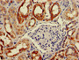 Immunohistochemistry of paraffin-embedded human kidney tissue using CAC11060 at dilution of 1:100
