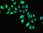 Immunofluorescent analysis of A549 cells using CAC11065 at dilution of 1: 100 and Alexa Fluor 488-congugated AffiniPure Goat Anti-Rabbit IgG(H+L)