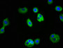 Immunofluorescence staining of HepG2 cells with CAC11065 at 1:100, counter-stained with DAPI. The cells were fixed in 4% formaldehyde, permeabilized using 0.2% Triton X-100 and blocked in 10% normal Goat Serum. The cells were then incubated with the antibody overnight at 4°C. The secondary antibody was Alexa Fluor 488-congugated AffiniPure Goat Anti-Rabbit IgG(H+L).