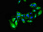 Immunofluorescent analysis of HepG2 cells using CAC11068 at dilution of 1:100 and Alexa Fluor 488-congugated AffiniPure Goat Anti-Rabbit IgG(H+L)