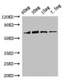 Western Blot; Positive WB detected in Recombinant protein; All lanes: rbcL antibody at 2µg/ml; Secondary; Goat polyclonal to rabbit IgG at 1/50000 dilution; Predicted band size: 69 kDa; Observed band size: 69 kDa