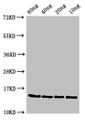 Western Blot; Positive WB detected in Recombinant protein; All lanes: ponA antibody at 3µg/ml; Secondary; Goat polyclonal to rabbit IgG at 1/50000 dilution; predicted band size: 15 kDa; observed band size: 15 kDa;