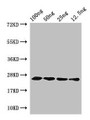 Western Blot; Positive WB detected in Recombinant protein; All lanes: hfb1 antibody at 4µg/ml; Secondary; Goat polyclonal to rabbit IgG at 1/50000 dilution; predicted band size: 25 kDa; observed band size: 25 kDa