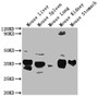 Western Blot; ,Positive WB detected in: Mouse Liver tissue, Mouse Spleen tissue, Mouse Lung tissue, Mouse Kidney tissue, Mouse Stomach tissue; ,All lanes: Fgf15 antibody at 1:2000; ,Secondary; ,Goat polyclonal to rabbit IgG at 1/50000 dilution; ,Predicted band size: 26 kDa; ,Observed band size: 26 kDa;