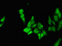 Immunofluorescent analysis of Hela cells using CAC11088 at dilution of 1:100 and Alexa Fluor 488-congugated AffiniPure Goat Anti-Rabbit IgG(H+L)